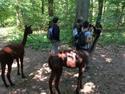 Veranstaltungsbild Mit Alpakas auf den Spuren